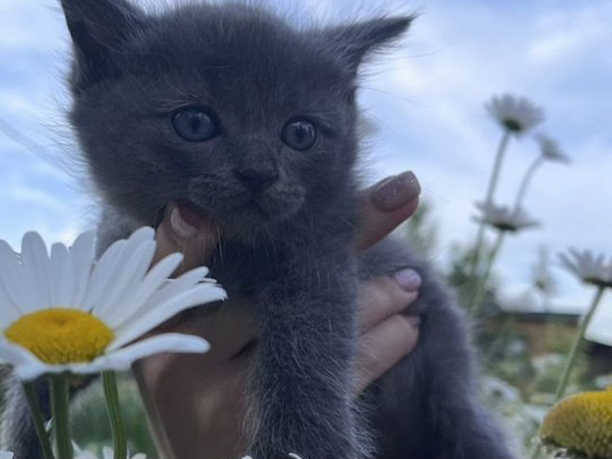 Котёнок британский серый