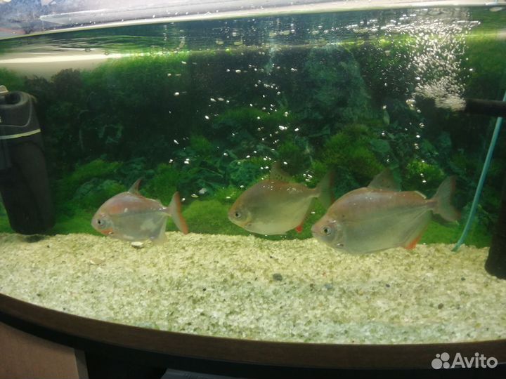 Метиннис серебристый