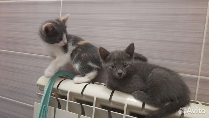 Две девочки ищут дом