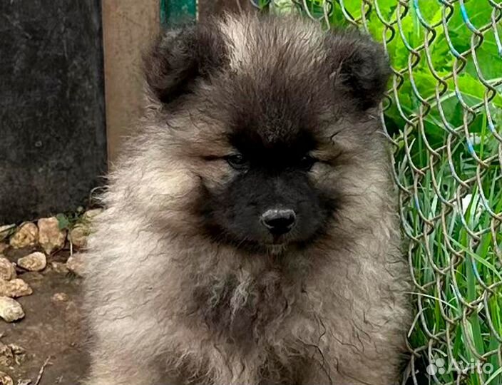 Кеесхонд вольфшпиц щенок мальчик