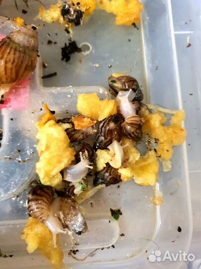 Улитки ахатины ахатинская улитка