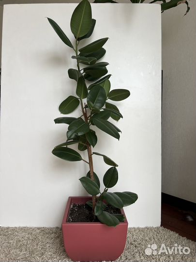 Фикус каучуковый с горшком