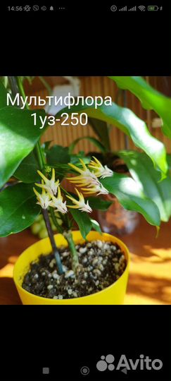 Хойя Лакуноза, Тсанги, Каудата и тд