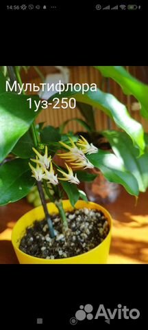 Хойя Лакуноза, Тсанги, Каудата и тд