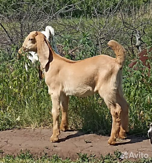 Ч/П Камори и потомки