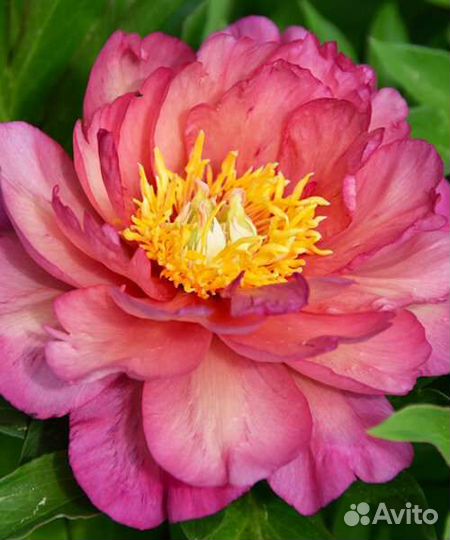 Пионы ито гибриды корни