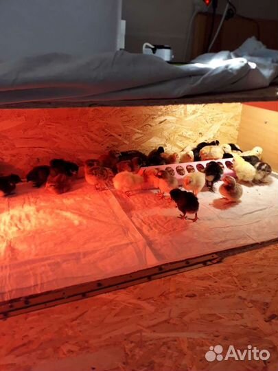 Цыплята подрощеные