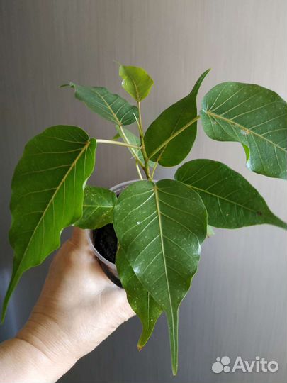 Фикусы,кактусы, суккуленты