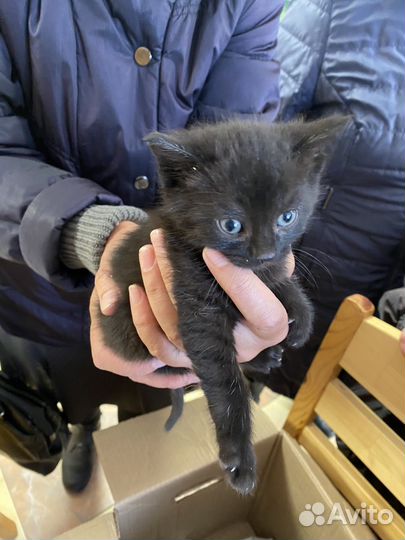 Котята в добрые руки бесплатно