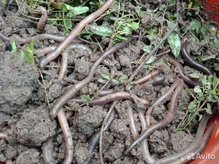 Черви выползки для рыбалки