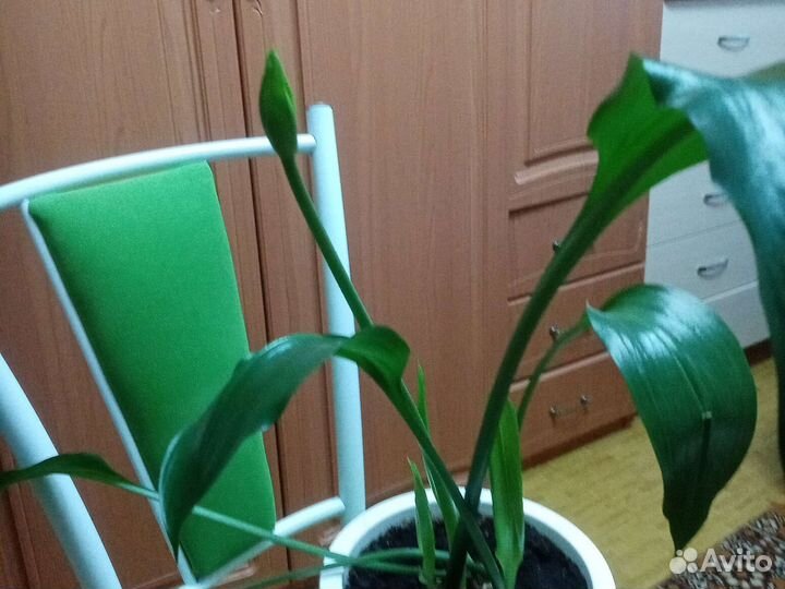 Эухарис амазонская лилия