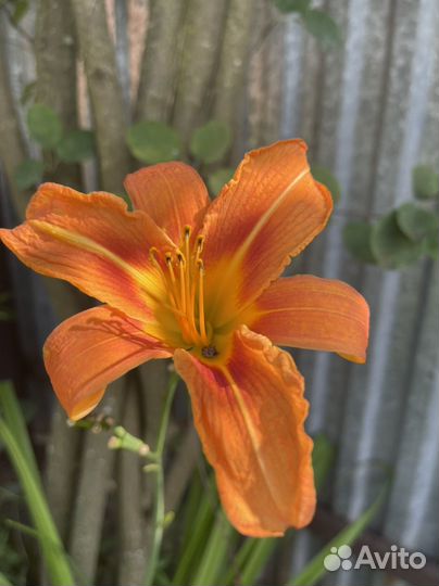 Большие кусты лилейника Орандж Нассау