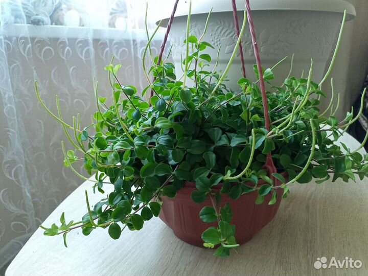 Пеперомия ротундифолия