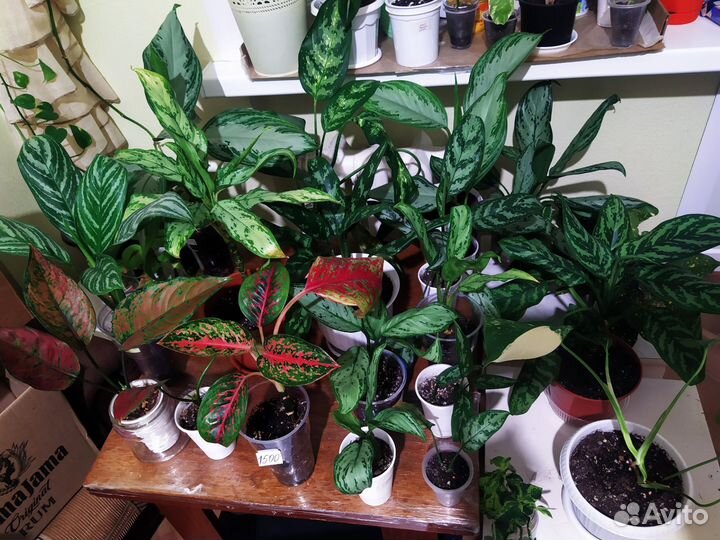 Цветы комнат., излишки после пересадки