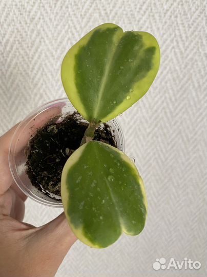 Хойя Керри альбомаргината и обовата вариегата