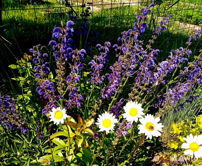 Шалфей, ирисы