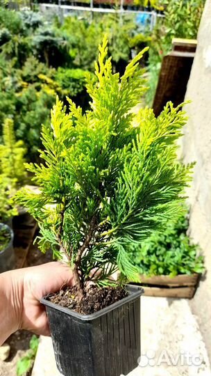 Кипарисовики и Вертикальные можжевельники