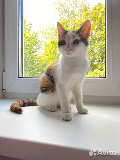 Кошечка в добрые руки