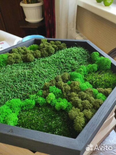 Пластовой стабилизированный мох