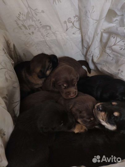 Спаниель помесь