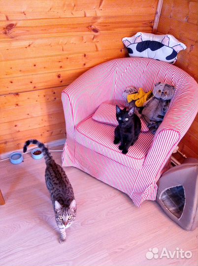 Домашняя кошачья зоогостиница, Передержка кошек