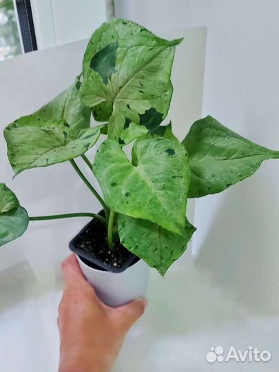 Сингониум серый призрак сорт растение комнатное