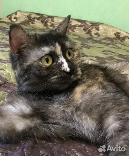 Кошка в дар