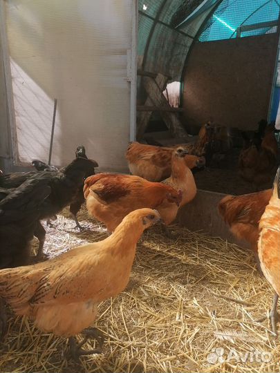 Куры Лакиндази