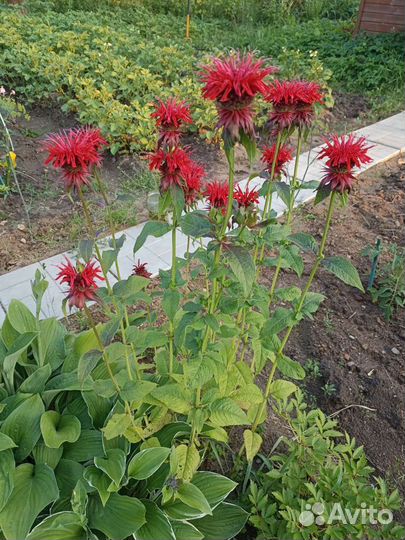 Монарда двойчатая