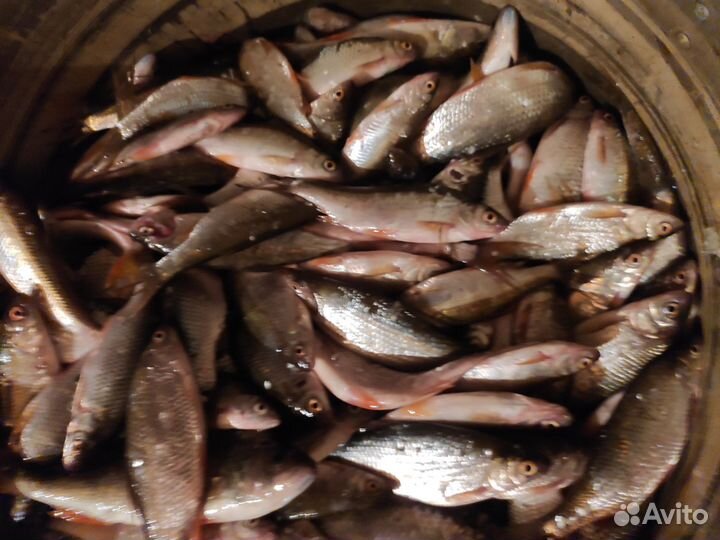 Рыба свежая плотва