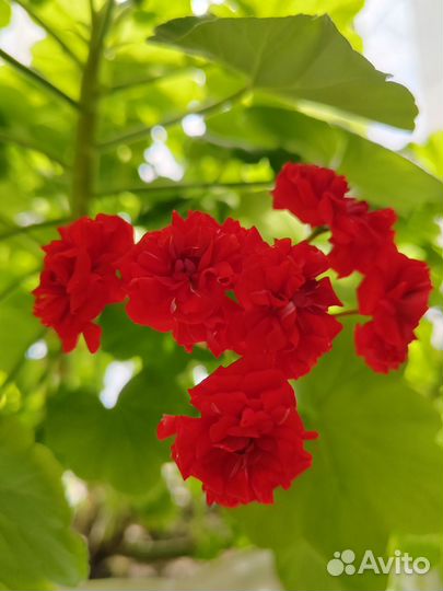 Герань пеларгония розебудная