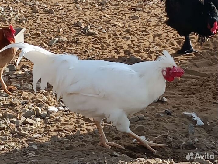 Петушки. Цыплята