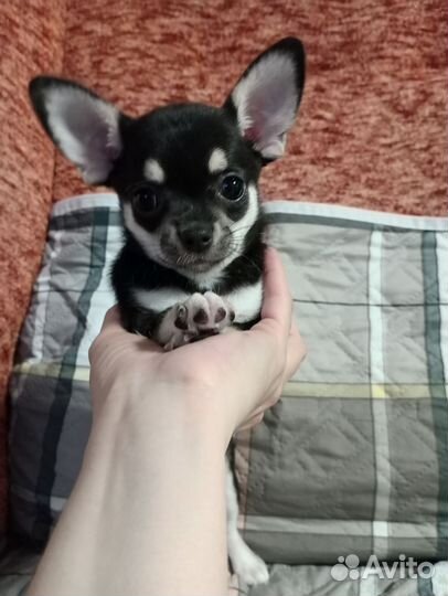 Девочка с родословной