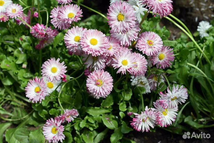 Многолетники