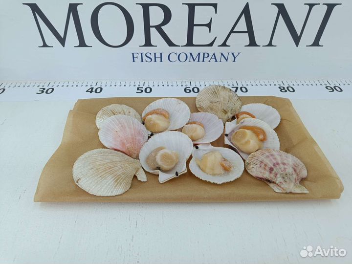 Морской гребешок на полустворке, Россия
