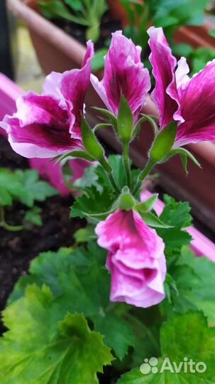 Пеларгония, Алоэ срезанный