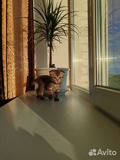 Британская вислоухая