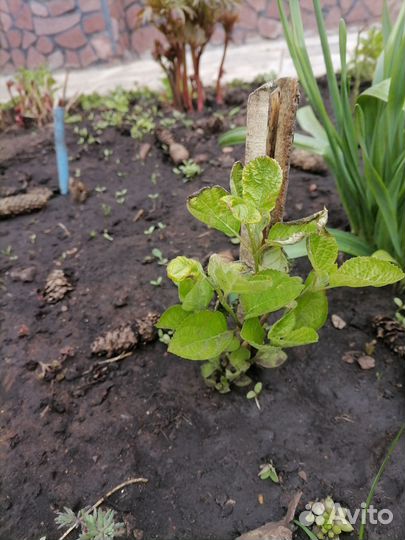 Гортензия анабель