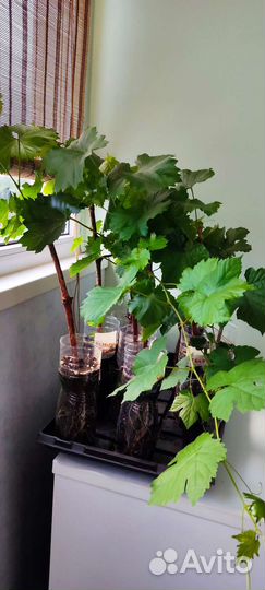 Саженцы винограда