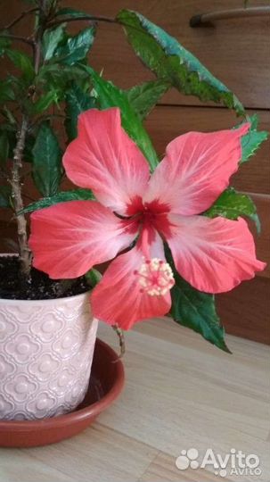 Гибискус вариегатный