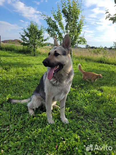 Вязка кобель