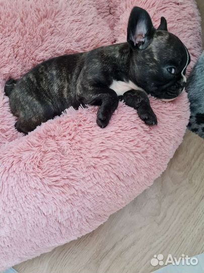 Лежанка для собаки, кошки