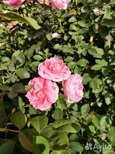 Роза канадская