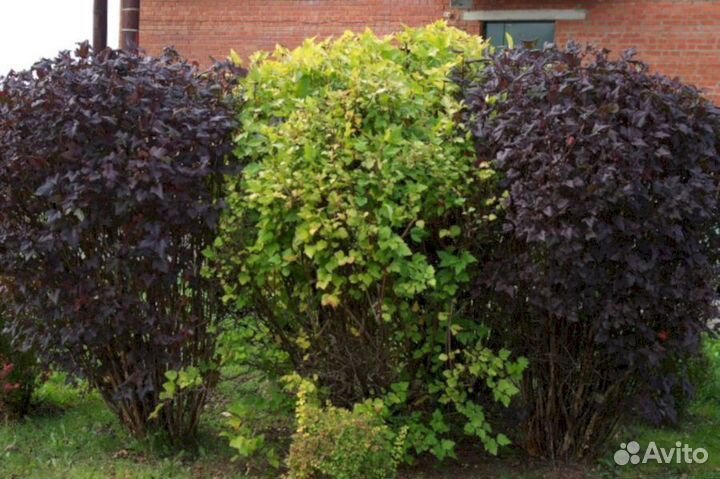 Пузыреплодник Крупномер