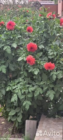 Георгины клубни