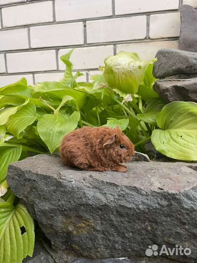 Американский тедди