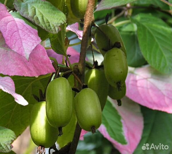 Актинидия коломикта