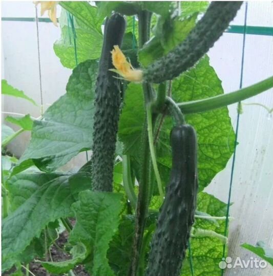 Китайские огурчики на салат