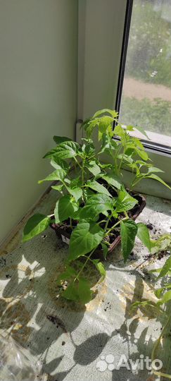 Рассада перцев