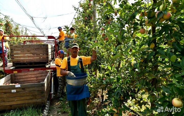 Работник по сборке яблок